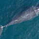 A North Atlantic right whale photographed from a drone, with scars from former gear entanglements around its fluke. Entanglements are one factor affecting growth rates in this endangered population.